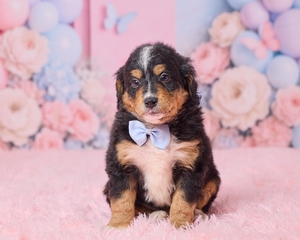 Larry Mini Bernedoodle